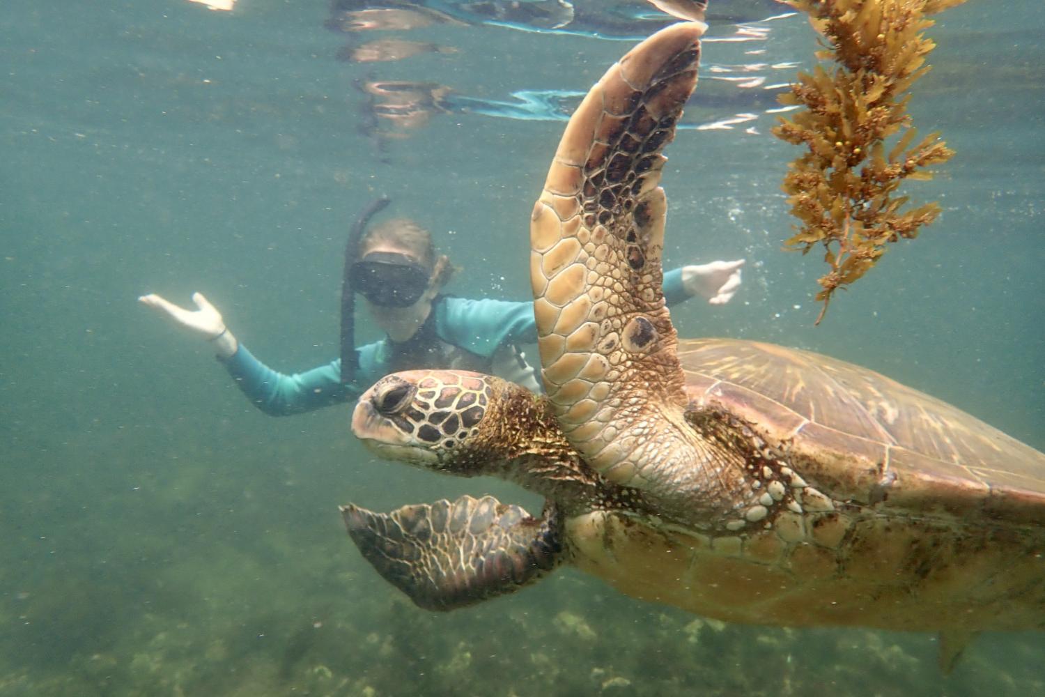 一名<a href='http://7jo8.ngskmc-eis.net'>bv伟德ios下载</a>学生在Galápagos群岛游学途中与一只巨龟游泳.
